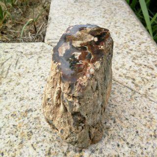 852g Natural Polished Petrified Wood Timber pile Fossil Specimen MHS603 4