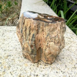 852g Natural Polished Petrified Wood Timber pile Fossil Specimen MHS603 5