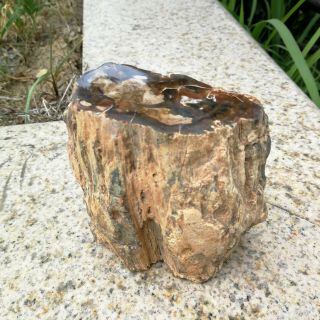 852g Natural Polished Petrified Wood Timber pile Fossil Specimen MHS603 6