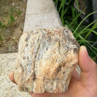 852g Natural Polished Petrified Wood Timber pile Fossil Specimen MHS603 8