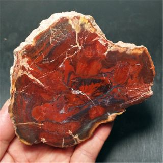 322.  4g Natural Petrified Wood Fossil Crystal Polished Slice Madagascar 18091015