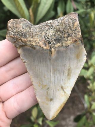 Huge 2.  92” Megalodon Tooth Fossil Shark Teeth Unrestored Natural