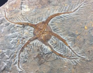 Ophiopetra Sp Starfish Fossil Mortality Plate From Morocco - Trilobite Age 2