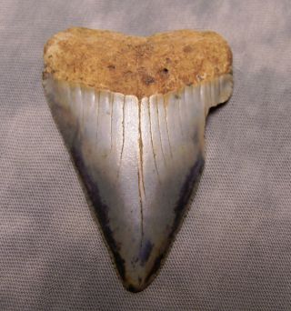 Xl 2 9/16 " Great White Shark Tooth Teeth Fossil Jaw Megalodon Scuba Dive Fishing