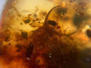 Neuroptera Larva In Plant Fiber Burmite Myanmar Amber Insect Fossil Dinosaur Age