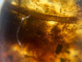 Neuroptera larva in plant fiber Burmite Myanmar Amber insect fossil dinosaur age 3