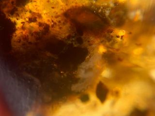 Neuroptera larva in plant fiber Burmite Myanmar Amber insect fossil dinosaur age 4