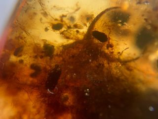 Neuroptera larva in plant fiber Burmite Myanmar Amber insect fossil dinosaur age 5