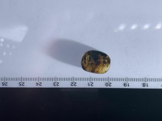 Neuroptera larva in plant fiber Burmite Myanmar Amber insect fossil dinosaur age 8