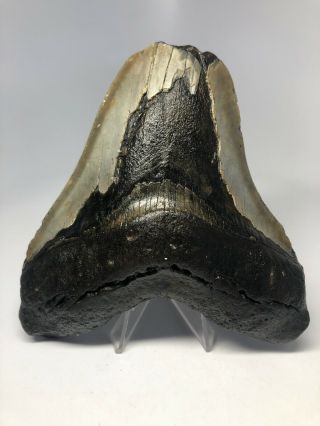 Megalodon Shark Tooth 5.  20” Big - Rare - Natural Fossil 3951