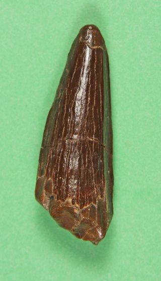 Spinosaurus Aegyptiacus Dinosaur Tooth