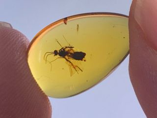 0.  61g Big Wasp Hornet Burmite Myanmar Burmese Amber Insect Fossil Dinosaur Age
