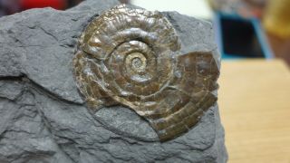 Geological Enterprises Jurassic Ammonite Fossil Psiloceras Planorbis England