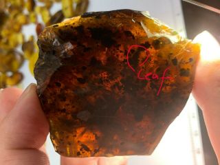 55g Raw Stone Tree Leaf&surroundings Items Burmite Myanmar Amber Insect Fossil