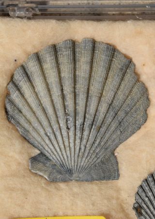 Fossil Chesapecten Madisonius Specimens Pecten Chlamys Clam Miocene Virginia 2