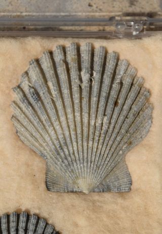 Fossil Chesapecten Madisonius Specimens Pecten Chlamys Clam Miocene Virginia 3