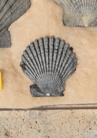 Fossil Chesapecten Madisonius Specimens Pecten Chlamys Clam Miocene Virginia 4