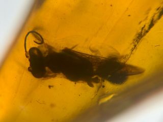 Hymenoptera wasp hornet Burmite Myanmar Burmese Amber insect fossil dinosaur age 4