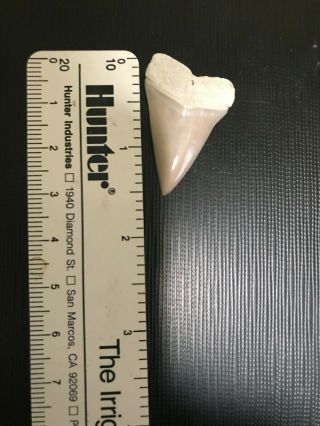 Razor Sharp Glossy 1.  59 " Fossil Mako Shark Tooth Lee Creek Mine Aurora,  Nc