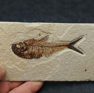 90mm Fossil Fish Diplomystus Dentatus Eocene Priod Fossilized Fossilien Wioming