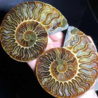 1 - Pair - Half - Cut - Ammonite - Shell - Jurrassic - Fossil - Specimen - Madagasca 380g A6190