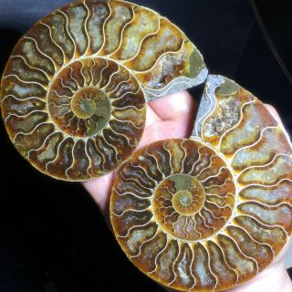 1 - Pair - Half - Cut - Ammonite - Shell - Jurrassic - Fossil - Specimen - Madagasca 380g A6190 2