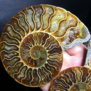 1 - Pair - Half - Cut - Ammonite - Shell - Jurrassic - Fossil - Specimen - Madagasca 380g A6190 3