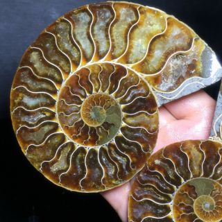 1 - Pair - Half - Cut - Ammonite - Shell - Jurrassic - Fossil - Specimen - Madagasca 380g A6190 4