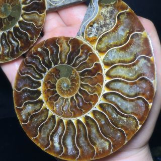 1 - Pair - Half - Cut - Ammonite - Shell - Jurrassic - Fossil - Specimen - Madagasca 380g A6190 5