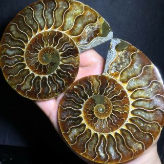 1 - Pair - Half - Cut - Ammonite - Shell - Jurrassic - Fossil - Specimen - Madagasca 380g A6190 6
