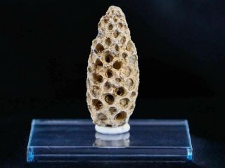 1.  6 In Fossil Pine Cone Equicalastrobus Agate Eocene Age Seed Fruit Stand