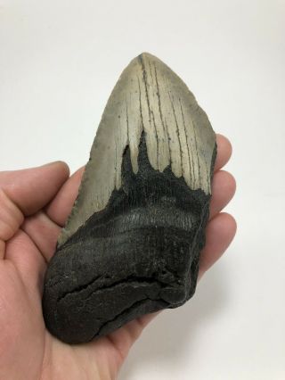 5.  49” Megalodon Fossil Giant Shark Teeth All Natural Large Ocean Tooth (698)