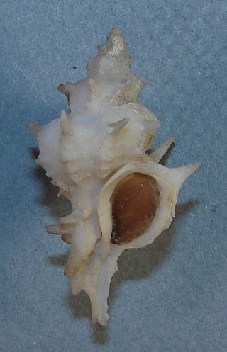 Murex Pazi 38.  84mm Rare Specimen W.  N.  W.  Of Dry Tortugas,  Florida