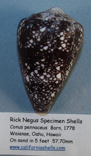 Conus Leviteni 57.  76mm Rare Xl Specimen Waianae,  Oahu,  Hi