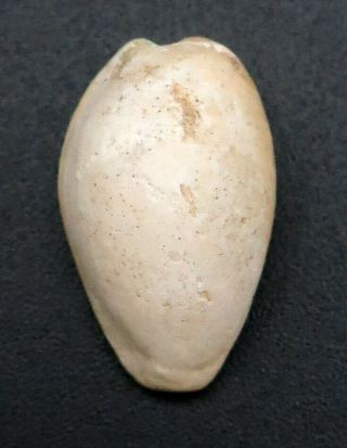 Cypraea Notocupraea Goudeyi 20.  4 Mm W Australia Pliocene