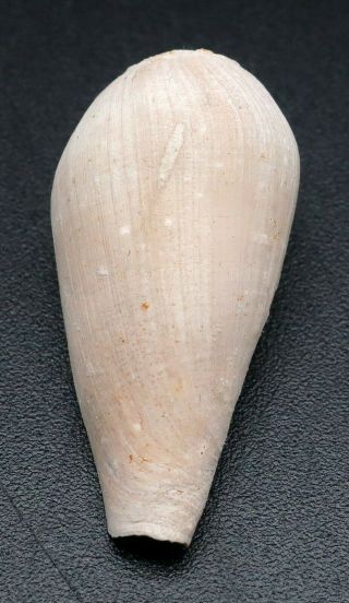 Seldom offered: Nannamoria limbata 29.  1 mm Australia Miocene Voluta 5