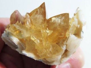 Rare Fossilized Clam Shell w/Calcite,  Fort Drum Mine,  Florida 5.  2x4.  2x3 cm 7