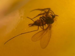 Unique Furry Diptera Fly Burmite Myanmar Burma Amber Insect Fossil Dinosaur Age