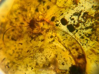 Rare big Neuroptera Myrmeleontidae lacewings burmite Myanmar Amber insect fossil 3