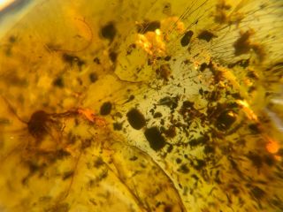 Rare big Neuroptera Myrmeleontidae lacewings burmite Myanmar Amber insect fossil 4