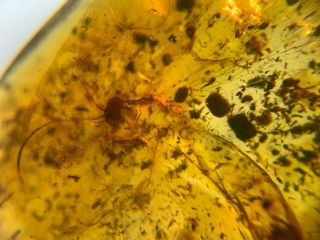 Rare big Neuroptera Myrmeleontidae lacewings burmite Myanmar Amber insect fossil 6