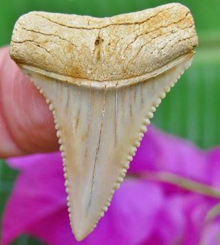 Killer Chilean Fossil Great White Shark Tooth Chile Not Megalodon Teeth