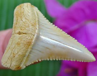 Killer CHILEAN Fossil Great White SHARK TOOTH Chile not Megalodon teeth 2