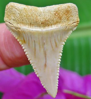 Killer CHILEAN Fossil Great White SHARK TOOTH Chile not Megalodon teeth 3