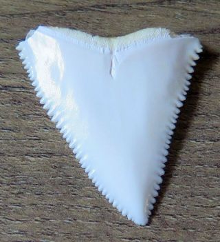 1.  722 " Upper Nature Modern Great White Shark Tooth (teeth)