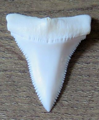 1.  605 " Lower Nature Modern Great White Shark Tooth (teeth)