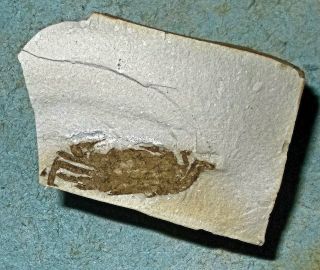 Complete 2.  5cm Miocene crab Pinnixia galliheri; Monterray Fm.  California,  USA 2