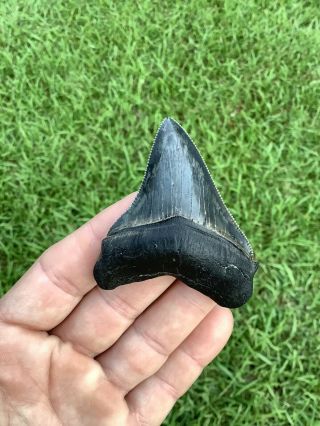 Shiny 2.  80” Chubutensis Fossil Shark Tooth 100 Natural No Restoration