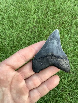 Shiny 2.  80” Chubutensis Fossil Shark Tooth 100 Natural No Restoration 2