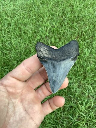 Shiny 2.  80” Chubutensis Fossil Shark Tooth 100 Natural No Restoration 4